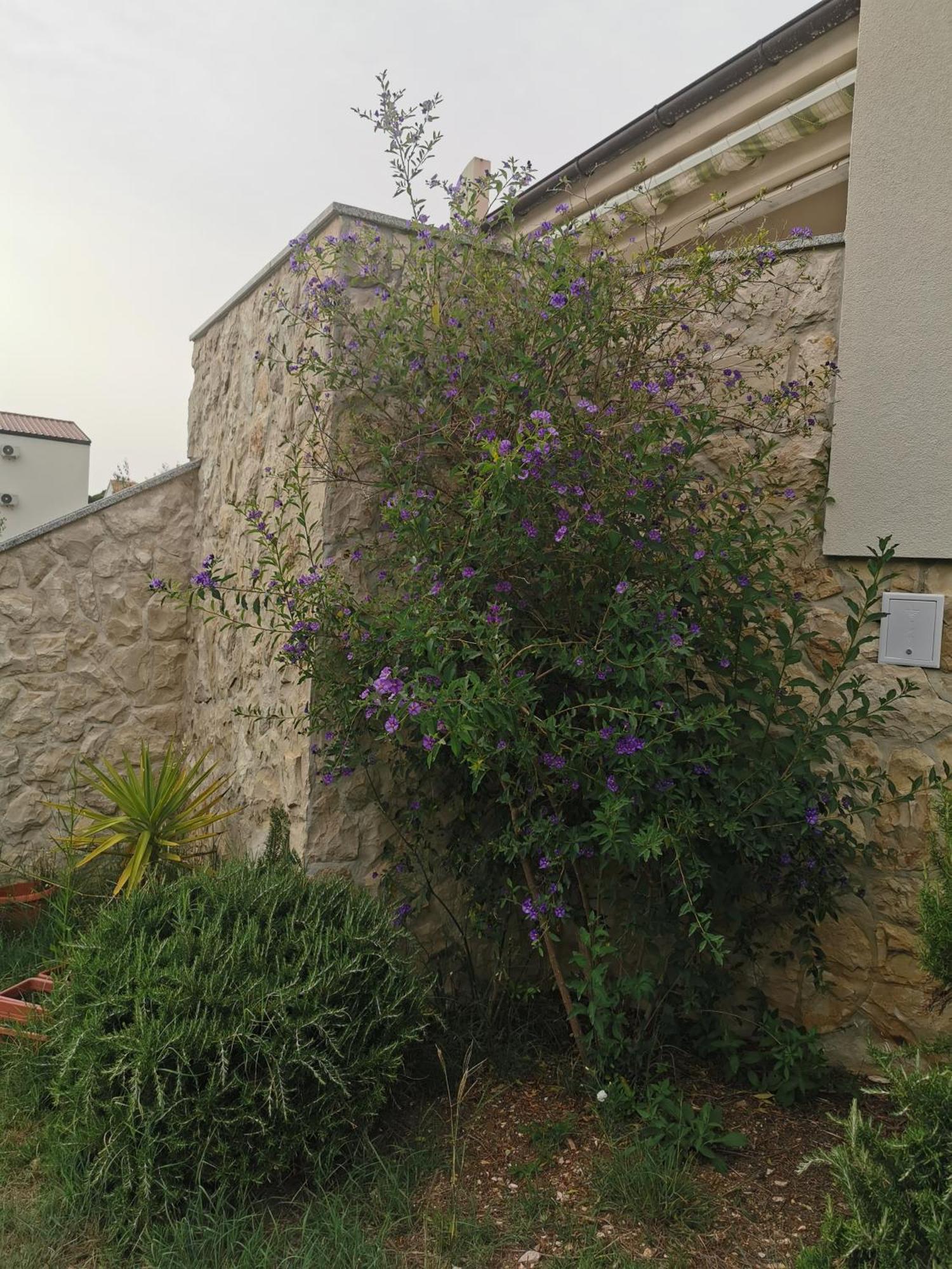 Apartments Riva Povljana Exterior foto